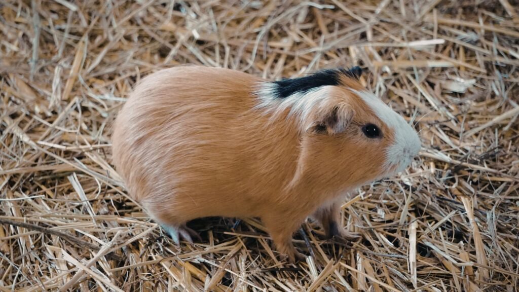 A close-up of a guinea pig with light brown fur and a white and black patch on its head, sitting on a bed of straw. The animal's gentle posture is captured against the natural, rustic background.